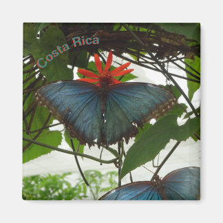 Bleu Morpho Papillons Poussière. Magnet