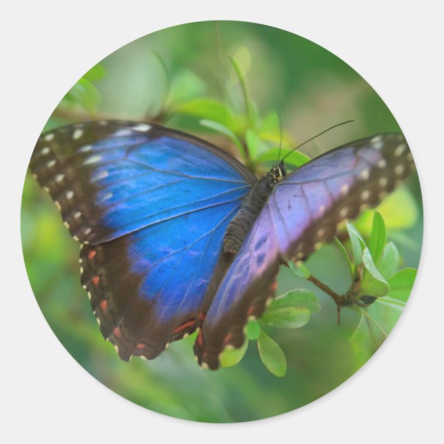Bleu Papillon classique Sticker rond (Devant)