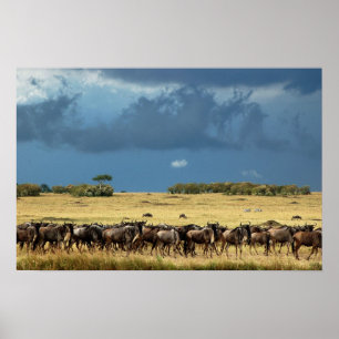 Bleu wildebeest (gnu) affiche de migration, impres