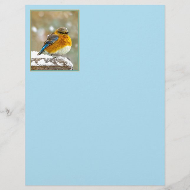 Bleuet de l'Est en neige - Photo originale (Devant)