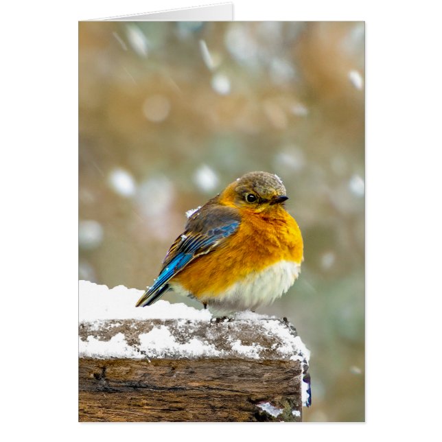 Bleuet de l'Est en neige - Photo originale (Devant)