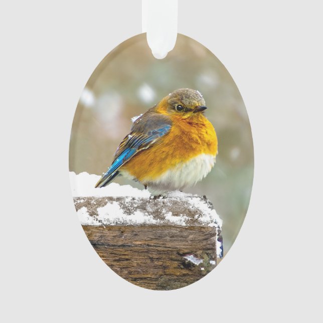 Bleuet de l'Est en neige - Photo originale (devant)