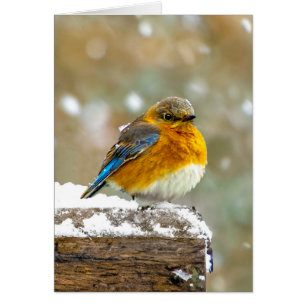 Bleuet de l'Est en neige - Photo originale