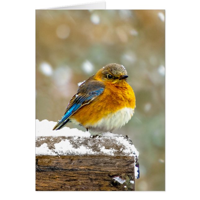 Bleuet de l'Est en neige - Photo originale (Devant)
