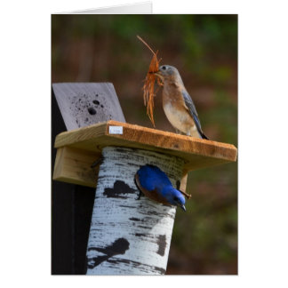 Bleuet de nidification doux