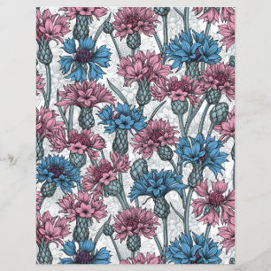 Bleuet rose et bleu, fleurs sauvages sur fond blan