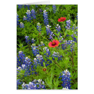 Bleus du Texas avec couvertures indiennes