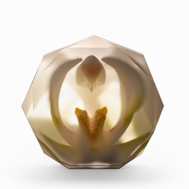 Bloc de photo d'impression de belle orchidée blanc (Devant)