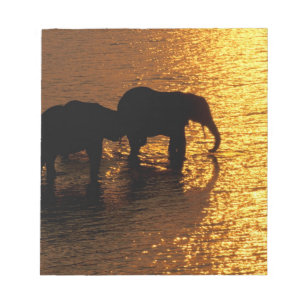 Bloc-note Afrique, Botswana, Delta de l'Okavango. Africain