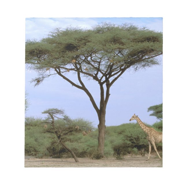 Bloc-note Afrique, Botswana, delta de l'Okavango. Sud (Devant)