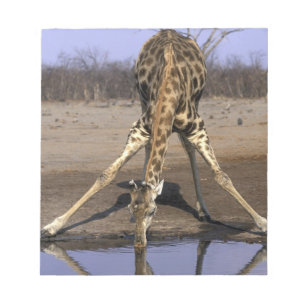 Bloc-note Afrique, Botswana, Parc national de Chobe, Girafe