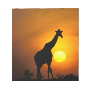 Bloc-note Afrique, Kenya, Masai Mara. Girafe (Giraffa