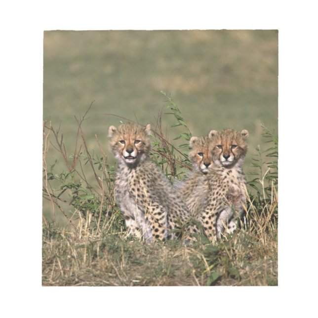 Bloc-note Afrique ; Kenya ; Masai Mara ; Trois bébés guépard (Devant)