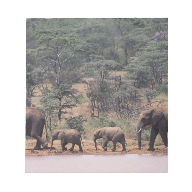 Bloc-note Afrique, Kenya, Nanyuki, Mpala. Africain (Devant)