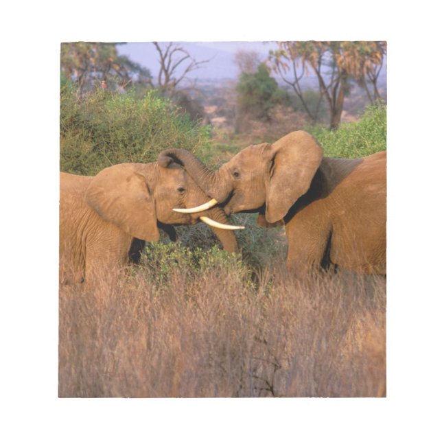 Bloc-note Afrique, Kenya, Samburu. Défi de l'éléphant (Devant)