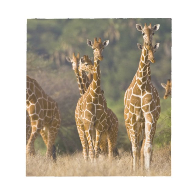 Bloc-note Afrique. Kenya. Troupeau de girafes réticulées (Devant)