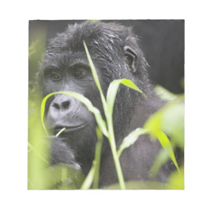 Bloc-note Afrique Ouganda, Bwindi