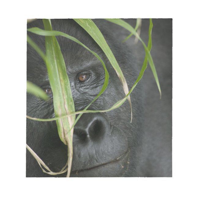 Bloc-note Afrique, Ouganda, Bwindi (Devant)