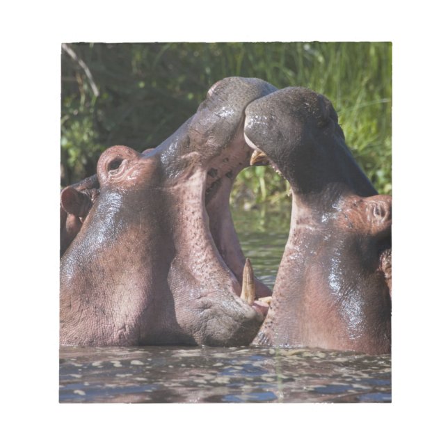 Bloc-note Afrique. Tanzanie. Hippopotame combat (Devant)
