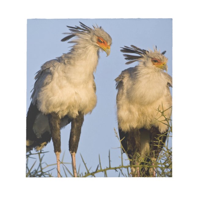 Bloc-note Afrique. Tanzanie. Oiseaux secrétaires à Ndutu (Devant)