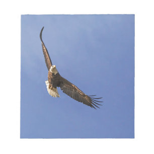 Bloc-note Aigle chauve