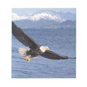 Bloc-note aigle royal, Haliaeetus leucocephalus, en vol 4