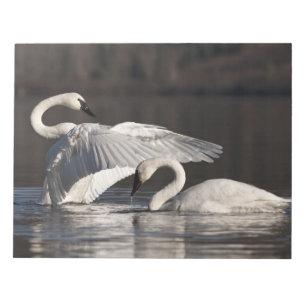 Bloc-note Aimer les cygnes