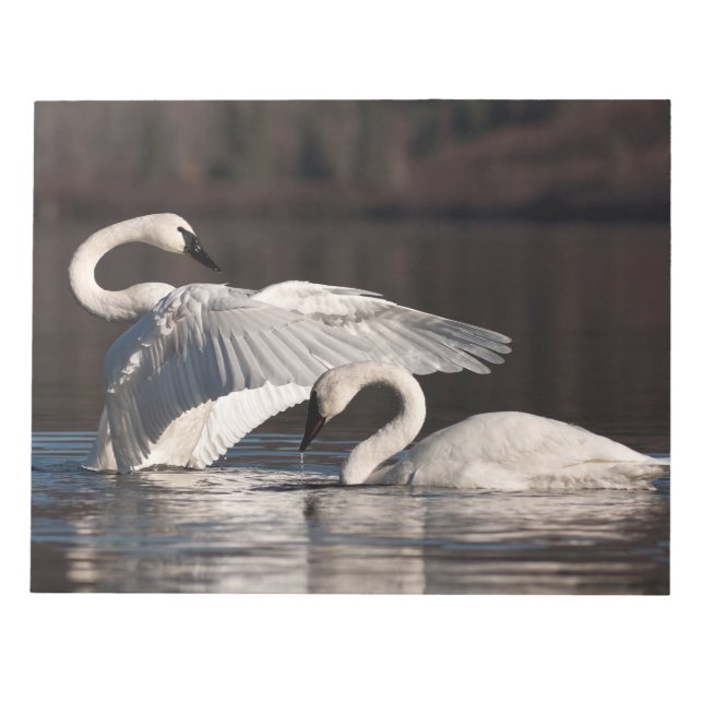 Bloc-note Aimer les cygnes (Devant)