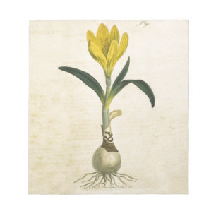 Bloc-note Amaryllis Tulip Jardin Botanique Fleur