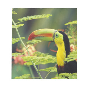 Bloc-note Amérique centrale, Honduras. Toucan à bec caréné