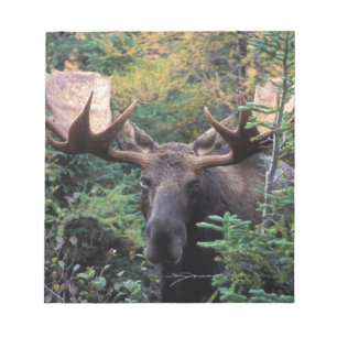 Bloc-note Amérique du Nord, Canada, Nouvelle-Écosse, Cap-Bre