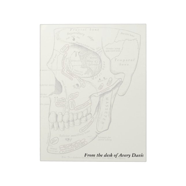 Bloc-note Anatomie vintage Région antérolatérale du crâne (Tourné)