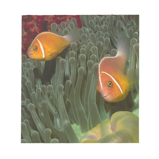 Bloc-note Anémone rose dans l'anémone marine magnificante (Devant)