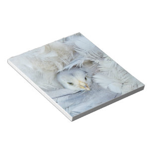 Bloc-note animal, bébé, plumes, mignonette, moelleuse, douce