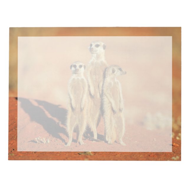 Bloc-note Animaux de bébés cutest | 3 Meerkats (Devant)