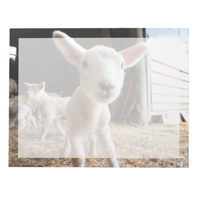 Bloc-note Animaux de bébés cutest | Agneau mignon dans une f (Devant)