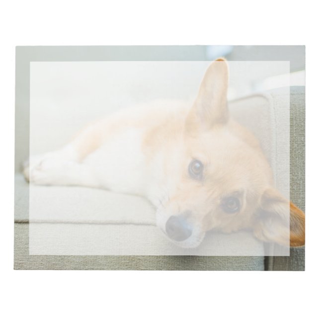 Bloc-note Animaux de bébés cutest | Chiot de Corgi sur canap (Devant)