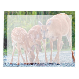 Bloc-note Animaux de bébés cutest Fawn with Babies