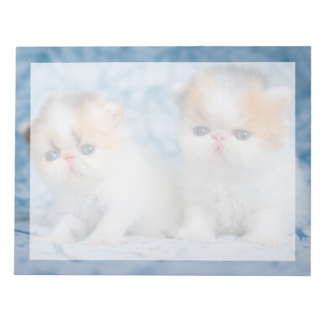Bloc-note Animaux de bébés cutest | Persian Calico Kitten (Devant)