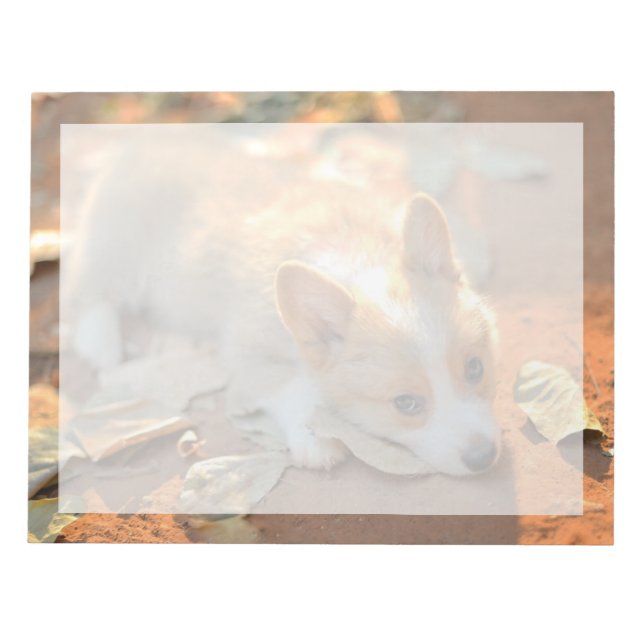 Bloc-note Animaux de bébés cutest | Shy Corgi (Devant)