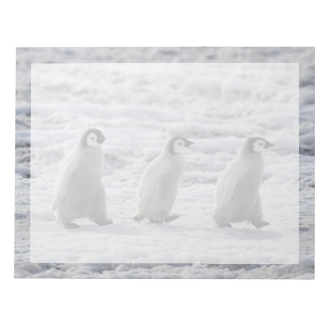Bloc-note Animaux de bébés cutest | Trois Épouses Penguin Em (Devant)