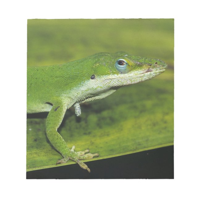Bloc-note Anolis vert, Anolis carolinensis, adulte sur un pa (Devant)