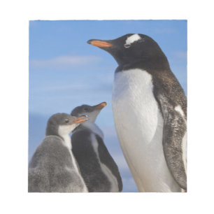 Bloc-note Antarctique, Anse Neko. Manchot gentoo 2