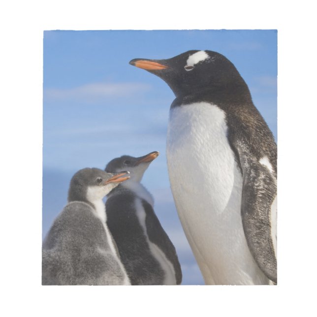 Bloc-note Antarctique, Anse Neko. Manchot gentoo 2 (Devant)