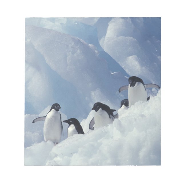 Bloc-note Antarctique. Manchots Adélie (Devant)