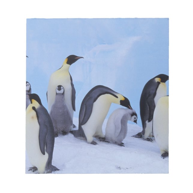 Bloc-note Antarctique, Manchots Empereurs (Devant)