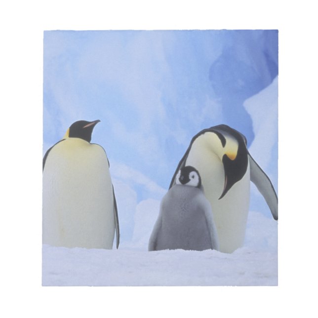 Bloc-note Antarctique. Manchots empereurs et poussin (Devant)