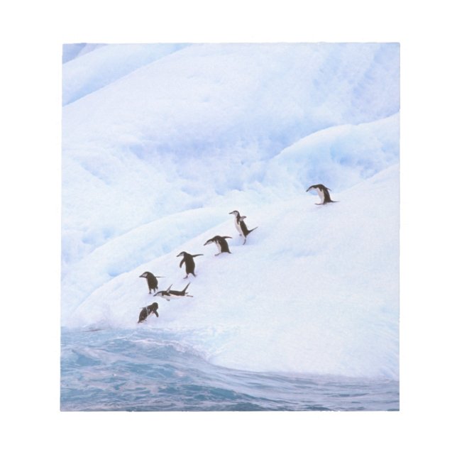 Bloc-note Antarctique, péninsule Antarctique. Chinstrap (Devant)