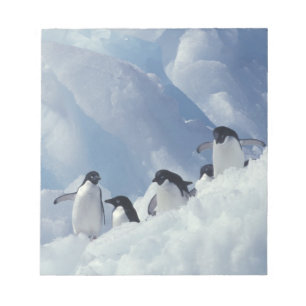 Bloc-note Antarctique. Pingouins d'Adelie