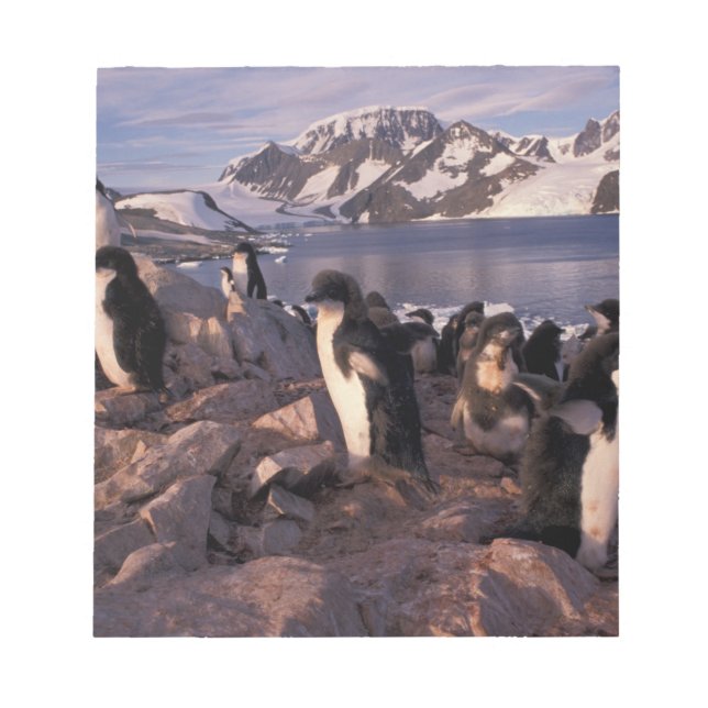 Bloc-note Antarctique, poussins de manchots Adélie (Devant)